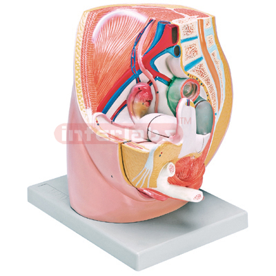 Interlabs? Pelvis Model, Female 3Pc